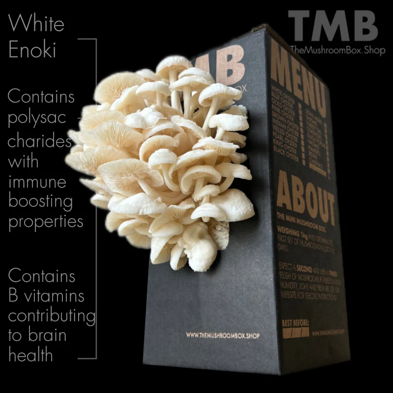 White Enoki 3.webp